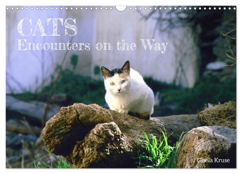 Cats - Encounters on the Way (Wall Calendar 2025 DIN A3 landscape), CALVENDO 12 Month Wall Calendar - Gisela Kruse