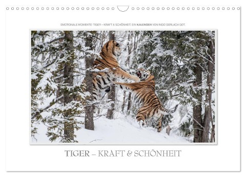 Emotionale Momente: Tiger - Kraft & Schönheit. (Wandkalender 2024 DIN A3 quer), CALVENDO Monatskalender - Ingo Gerlach GDT