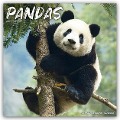 Pandas - Pandabären 2024 - 16-Monatskalender - Avonside Publishing Ltd