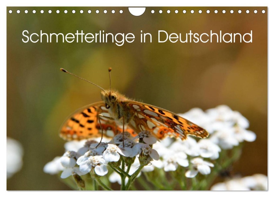 Schmetterlinge in Deutschland (Wandkalender 2026 DIN A4 quer), CALVENDO Monatskalender - Thomas Freiberg - Fotografie Licht & Schatten