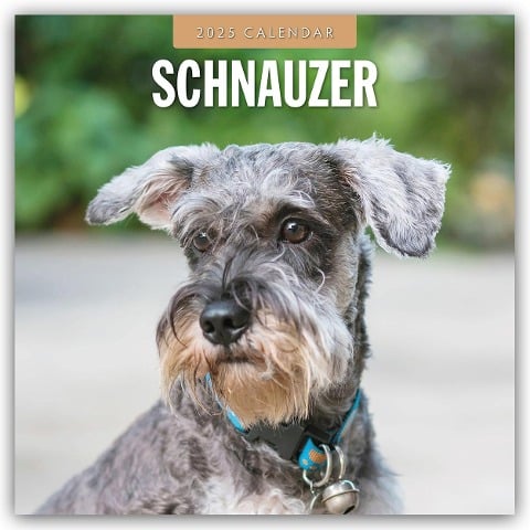 Schnauzer 2025 - 16-Monatskalender - 