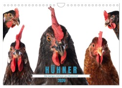 Die lustigen Hühner aus Mosenhof (Wandkalender 2026 DIN A4 quer), CALVENDO Monatskalender - Judith Kiener (DoraZett)