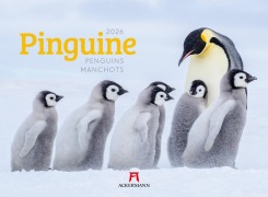 Cover-Bild zum Titel 'Pinguine Kalender 2026' von 'Ackermann Kunstverlag GmbH'