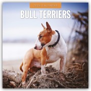 Bull Terriers - Bullterrier 2026 - 16-Monatskalender - Robin Red