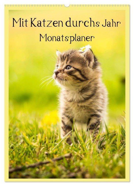 Mit Katzen durchs Jahr / Planer (Wandkalender 2026 DIN A2 hoch), CALVENDO Monatskalender - Yvonne Obermüller Fotografie
