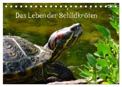 Das Leben der Schildkröten (Tischkalender 2026 DIN A5 quer), CALVENDO Monatskalender - Kattobello Kattobello