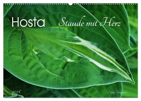 Hosta Staude mit Herz (Wandkalender 2024 DIN A2 quer), CALVENDO Monatskalender - Jutta Heußlein