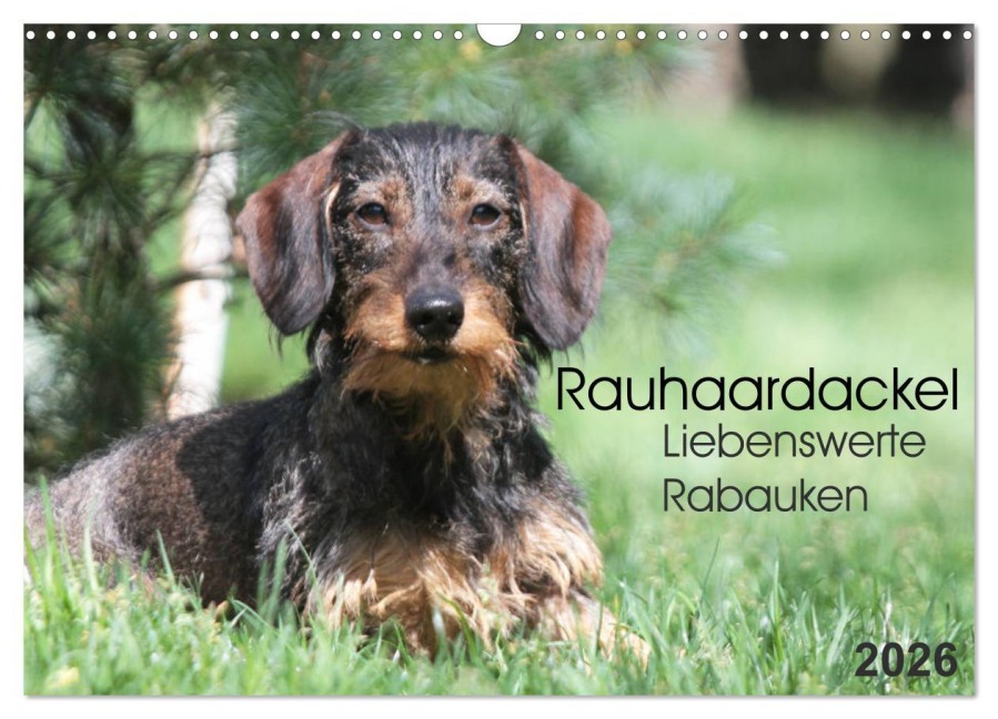 Liebenswerte Rabauken - Rauhaardackel (Wandkalender 2026 DIN A3 quer), CALVENDO Monatskalender - Barbara Mielewczyk