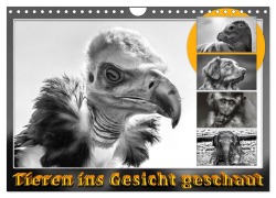 Cover-Bild zum Titel 'Tieren ins Gesicht geschaut (Wandkalender 2026 DIN A4 quer), CALVENDO Monatskalender' von 'Dieter Gödecke'