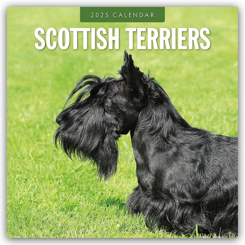 Scottish Terrier - Scotchterrier 2025 - 16-Monatskalender - 