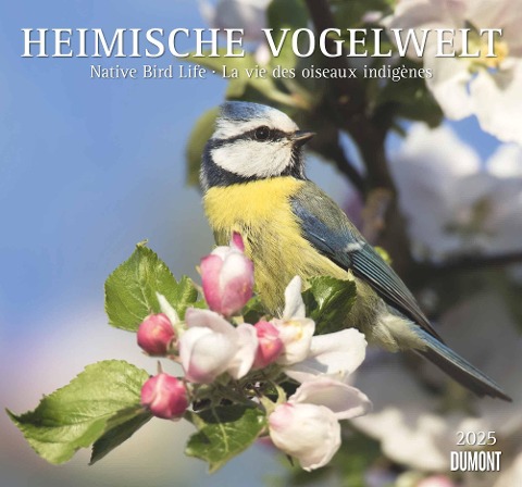 Heimische Vogelwelt 2025 - DUMONT Wandkalender - mit den wichtigsten Feiertagen - Format 38,0 x 35,5 cm - 