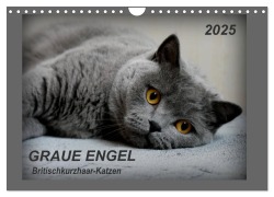 GRAUE ENGEL Britischkurzhaar-Katzen (Wandkalender 2025 DIN A4 quer), CALVENDO Monatskalender - Jacky-Fotos Jacky-Fotos