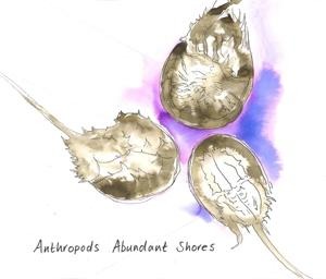 Abundant Shores - Anthropods