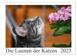 Die Launen der Katzen 2025 (Wandkalender 2025 DIN A2 quer), CALVENDO Monatskalender - Anna Kropf