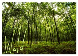 Cover-Bild zum Titel 'Wald (Wandkalender 2026 DIN A3 quer), CALVENDO Monatskalender' von 'Frauke Gimpel'