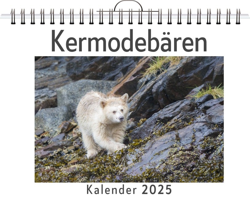 Kermodebären - (Wandkalender 2025, Kalender DIN A4 quer, Monatskalender im Querformat mit Kalendarium, das perfekte Geschenk) - Noah Bauer