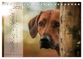 Rhodesian Ridgeback - Herzen auf vier Pfoten (Tischkalender 2025 DIN A5 quer), CALVENDO Monatskalender - Sabrina Mischnik