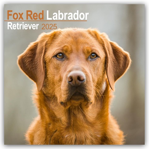Fox Red Labrador Retriever - Fuchsroter Labrador 2025 Retriever - 16-Monatskalender - Avonside Publishing Ltd