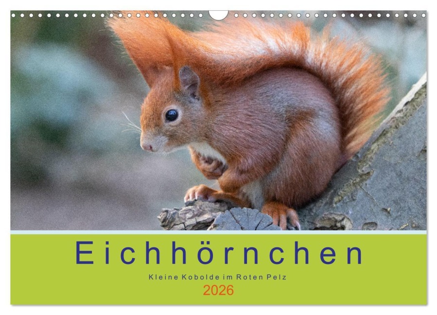 Eichhörnchen - Kleine Kobolde im Roten Pelz (Wandkalender 2026 DIN A3 quer), CALVENDO Monatskalender - Margret Brackhan