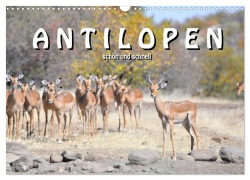 Cover-Bild zum Titel 'Antilopen, schön und schnell (Wandkalender 2026 DIN A3 quer), CALVENDO Monatskalender' von 'Robert Styppa'
