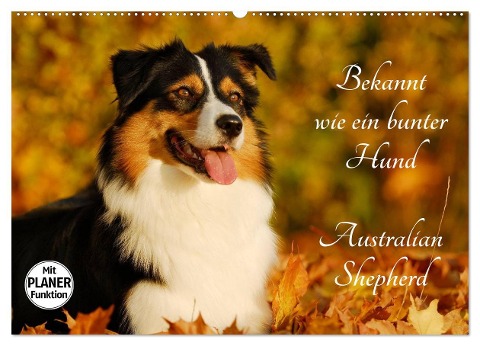 Bekannt wie ein bunter Hund. Australian Shepherd (Wandkalender 2025 DIN A2 quer), CALVENDO Monatskalender - Sigrid Starick