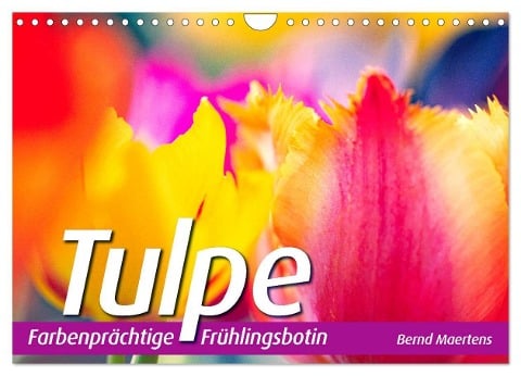 TULPE Farbenprächtige Frühlingsbotin (Wandkalender 2025 DIN A4 quer), CALVENDO Monatskalender - Bernd Maertens