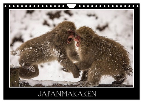 Japanmakaken (Wandkalender 2024 DIN A4 quer), CALVENDO Monatskalender - Thomas Schwarz Fotografie