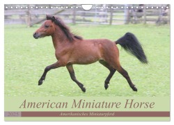 American Miniature Horse (Wandkalender 2025 DIN A4 quer), CALVENDO Monatskalender - Barbara Mielewczyk
