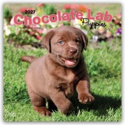 Cover-Bild zum Titel 'Chocolate Labrador Retriever Puppies - Braune Labrador Retriever Welpen 2027 - 16-Monatskalender' von 'Browntrout Publishers'