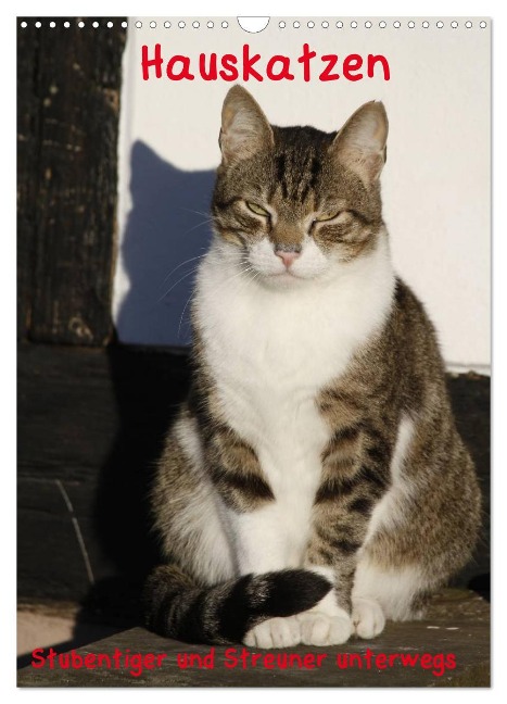 Hauskatzen (Wandkalender 2024 DIN A3 hoch), CALVENDO Monatskalender - Antje Lindert-Rottke