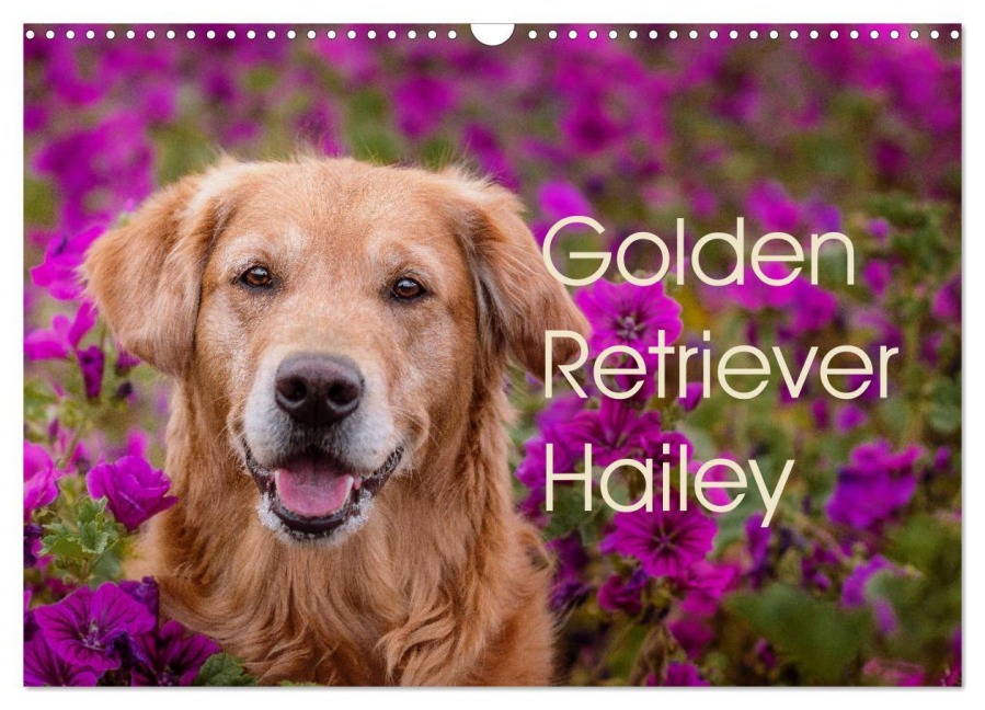 Golden Retriever Hailey Fotokalender (Wandkalender 2026 DIN A3 quer), CALVENDO Monatskalender - Daniela Hofmeister