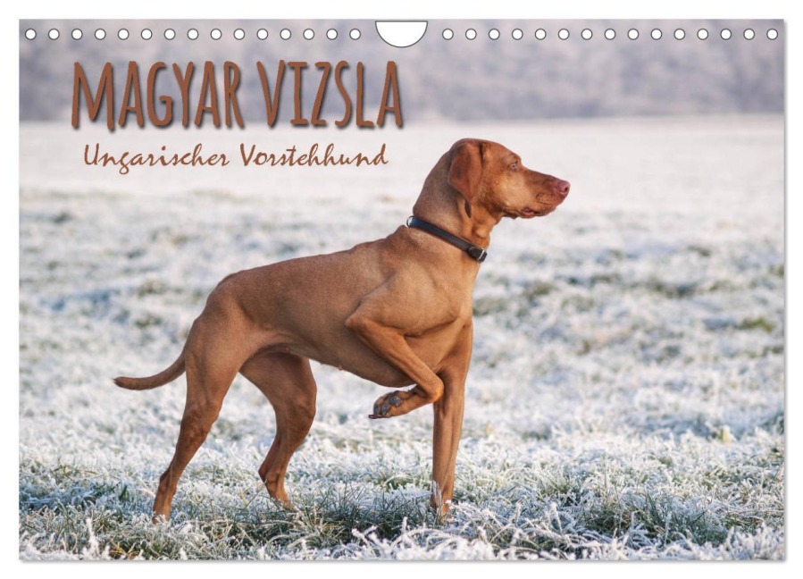 Magyar Vizsla - Ungarischer Vorstehhund (Wandkalender 2026 DIN A4 quer), CALVENDO Monatskalender - Alexandra Hollstein