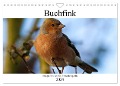 Buchfink - Fotografiert von Ostfriesenfotografie (Wandkalender 2024 DIN A4 quer), CALVENDO Monatskalender - Christina Betten - Ostfriesenfotografie
