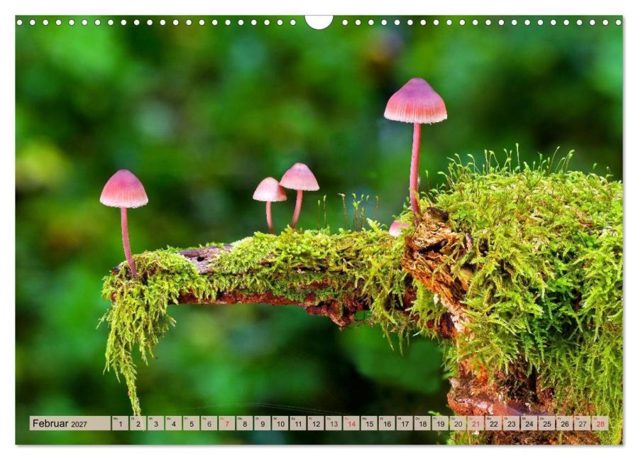 InsideView 7