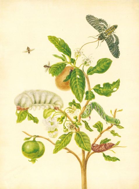 InsideView 8