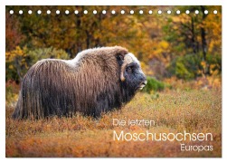 Cover-Bild zum Titel 'Die letzten Moschusochsen Europas (Tischkalender 2026 DIN A5 quer), CALVENDO Monatskalender' von 'David Oberholzer'