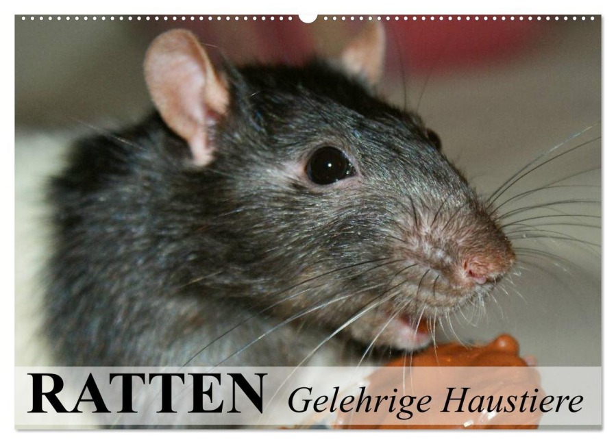 Ratten - Gelehrige Haustiere (Wandkalender 2025 DIN A2 quer), CALVENDO Monatskalender - Elisabeth Stanzer