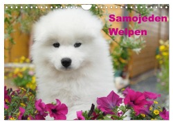 Samojeden Welpen (Wandkalender 2026 DIN A4 quer), CALVENDO Monatskalender - Fotodesign Verena Scholze