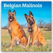 Belgian Malinois 2026 - 16-Monatskalender - Browntrout Publishers