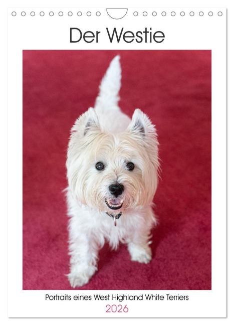 Der Westie - Portrait eines West Highland White Terriers (Wandkalender 2026 DIN A4 hoch), CALVENDO Monatskalender - Angela Rohde