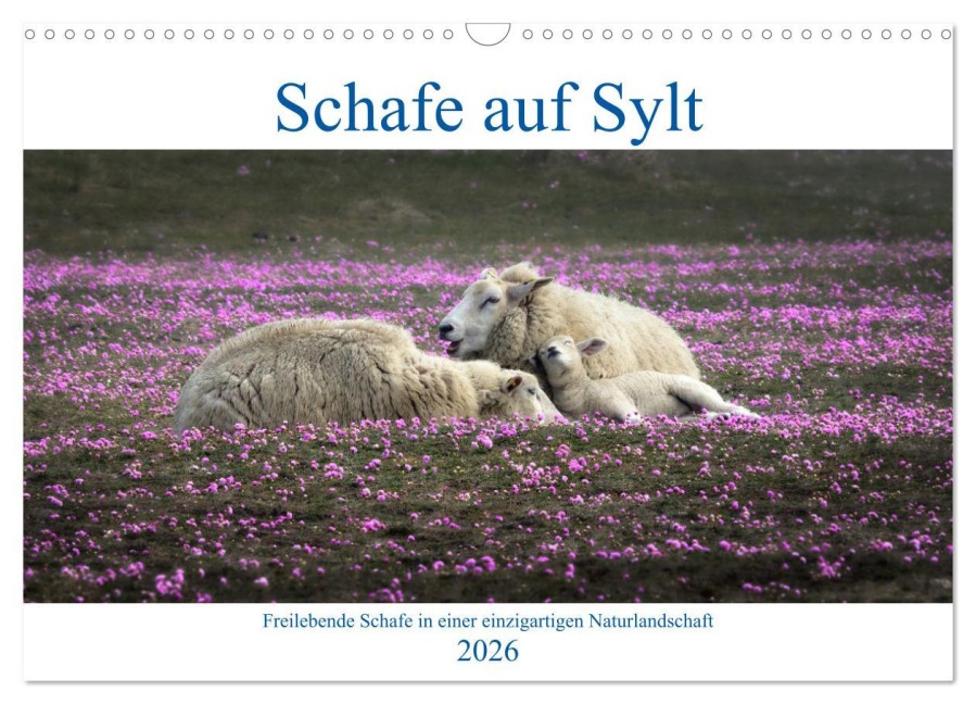 Schafe auf Sylt (Wandkalender 2026 DIN A3 quer), CALVENDO Monatskalender - Bodo Balzer