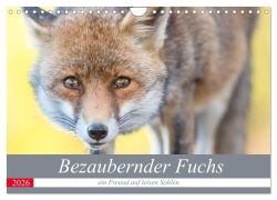 Cover-Bild zum Titel 'Bezaubernder Fuchs - ein Freund auf leisen Sohlen (Wandkalender 2026 DIN A4 quer), CALVENDO Monatskalender' von 'Perdita Petzl'