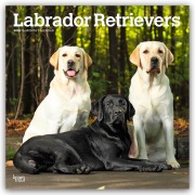 Labrador Retrievers - Labrador Retriever 2026 - 16-Monatskalender - Browntrout Publishers
