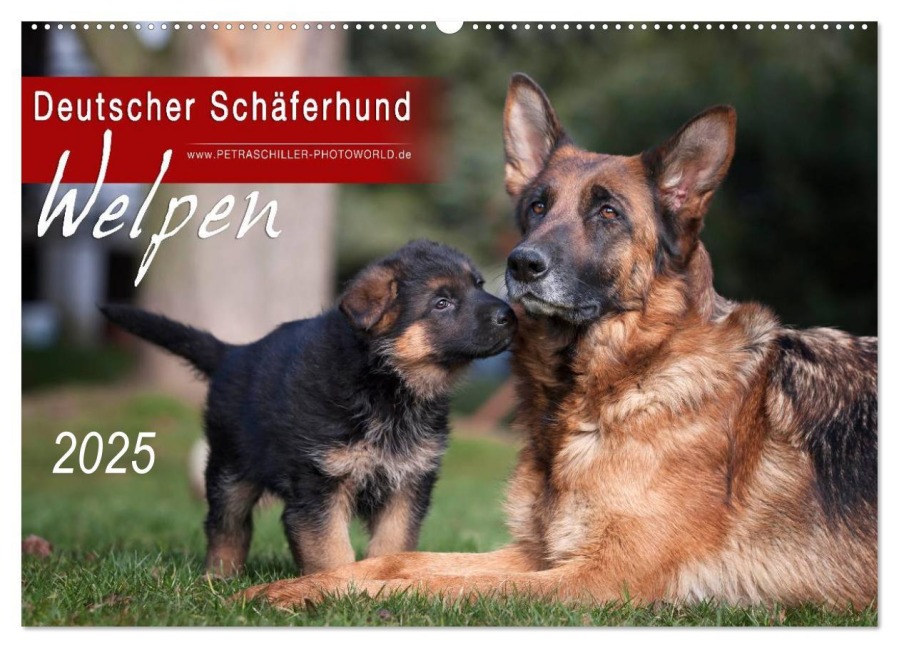 Deutscher Schäferhund - Welpen / CH-Version (Wandkalender 2025 DIN A2 quer), CALVENDO Monatskalender - Petra Schiller