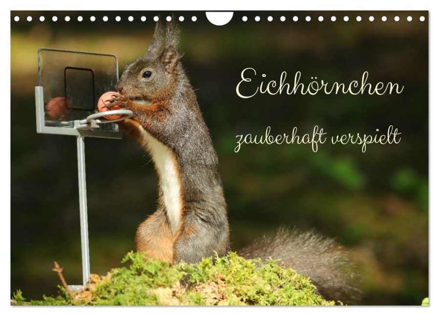 Eichhörnchen - zauberhaft verspielt (Wandkalender 2026 DIN A4 quer), CALVENDO Monatskalender - Angela Merk