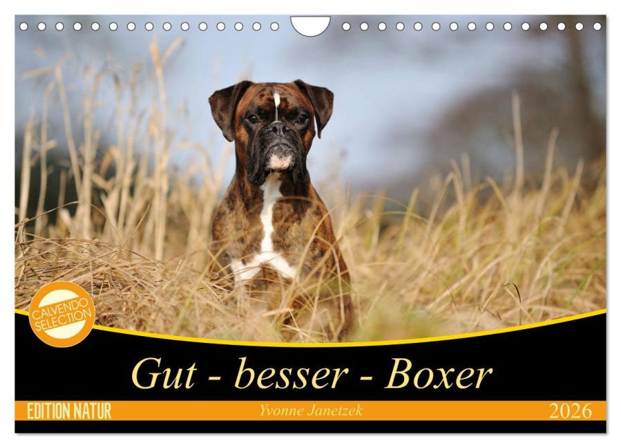 Gut - besser - Boxer (Wandkalender 2026 DIN A4 quer), CALVENDO Monatskalender - Yvonne Janetzek