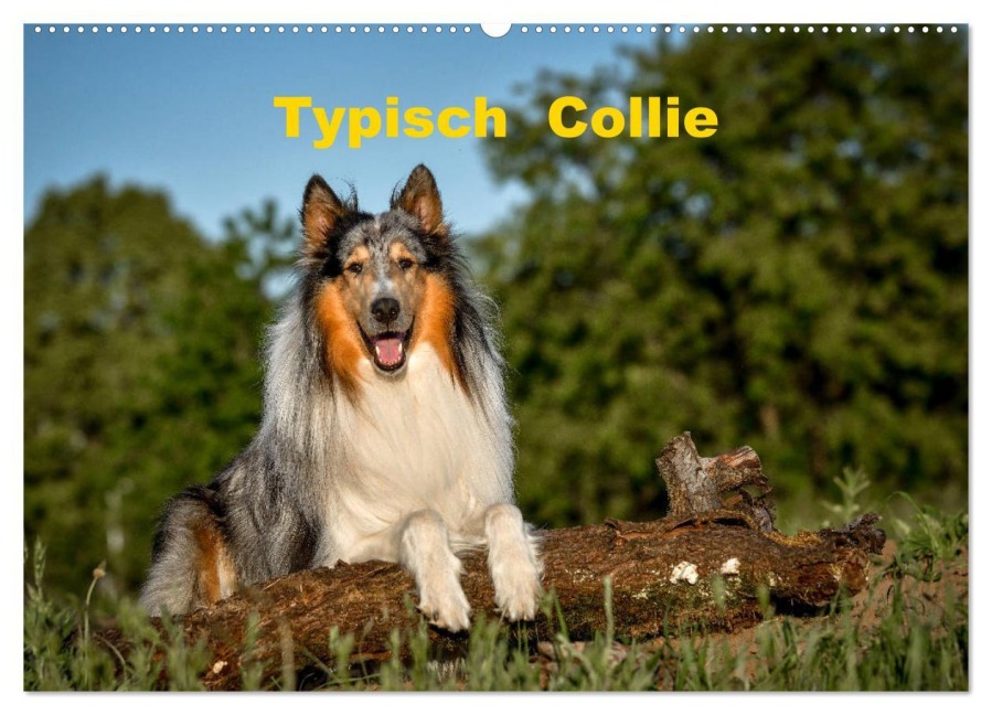 Typisch Collie (Wandkalender 2026 DIN A2 quer), CALVENDO Monatskalender - Yvonne Janetzek