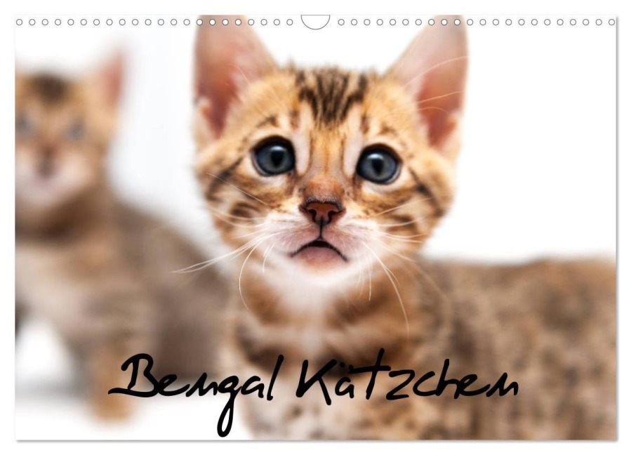 Bengal Kätzchen (Wandkalender 2026 DIN A3 quer), CALVENDO Monatskalender - Sylke Enderlein - Bethari Bengals