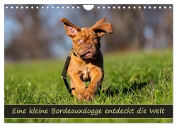 Cover-Bild zum Titel 'Eine kleine Bordeauxdogge entdeckt die Welt (Wandkalender 2026 DIN A4 quer), CALVENDO Monatskalender' von 'Monika Scheurer'