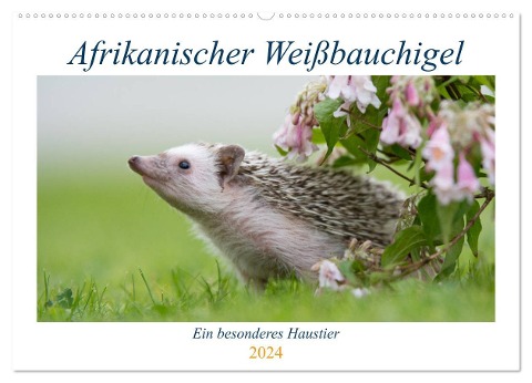 Afrikanische Weißbauchigel (Wandkalender 2024 DIN A2 quer), CALVENDO Monatskalender - Andreas Und Marina Zimmermann Fotografie Gbr